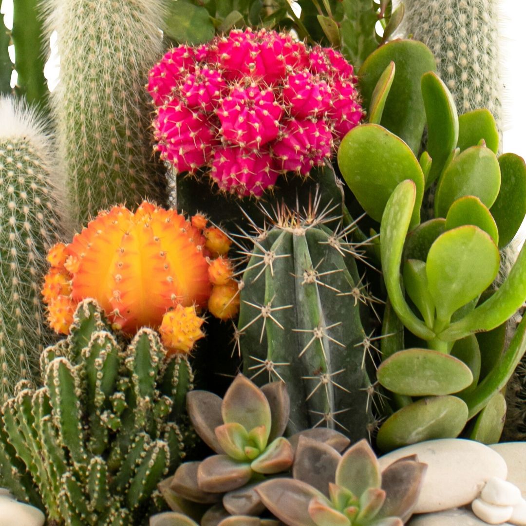 cacti and succulent dish garden Porcelain Dish Cacti & Succulent Garden