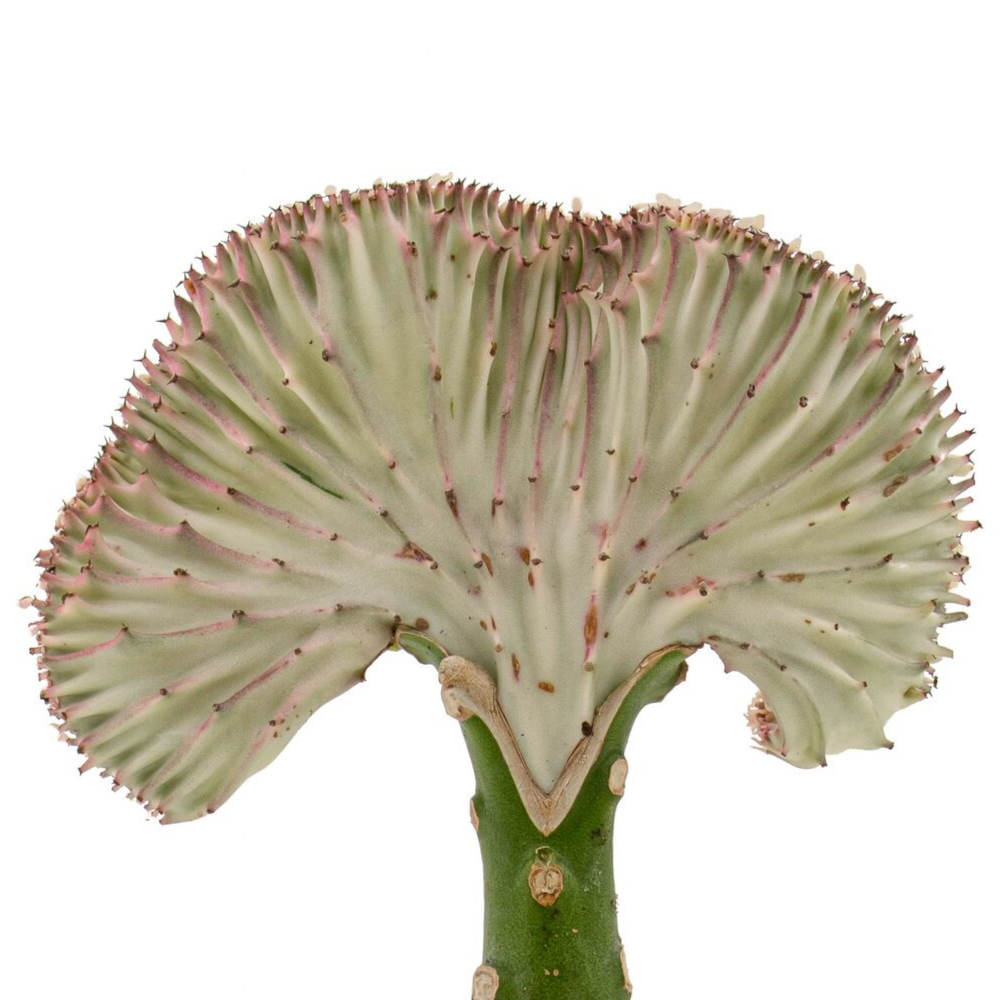 Tokyo Bowl - Coral Cactus (10"H)